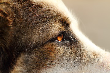 Image showing close-up on romanian shepherd head