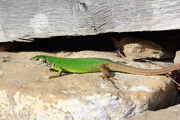 Image showing male european green lizard