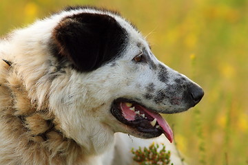 Image showing profile of romanian shepherd dog