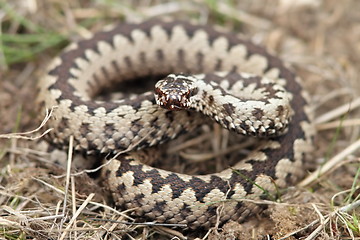 Image showing male common adder 