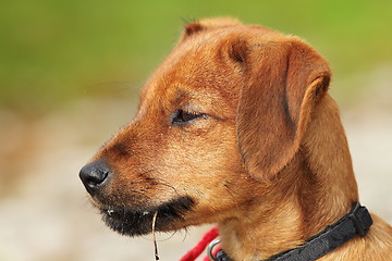 Image showing vizsla puppy portrait