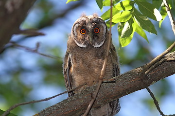 Image showing young long eared owl