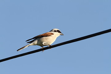 Image showing male red backed shrike