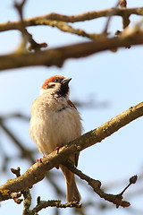 Image showing proud male sparrow