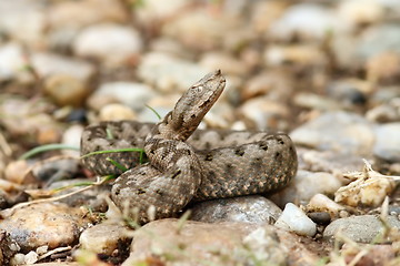 Image showing beautiful juvenile nose horned viper