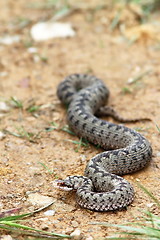 Image showing big european adder