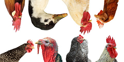 Image showing livestock portraits