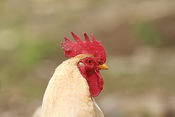 Image showing portrait of white rooster