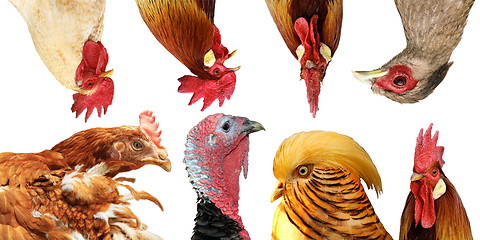 Image showing collection of poultry portraits