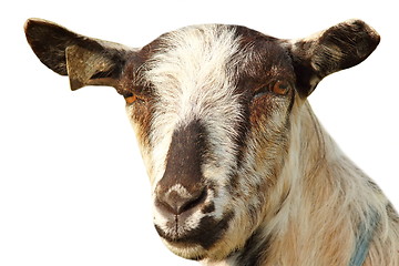 Image showing isolated portrait of a goat on white