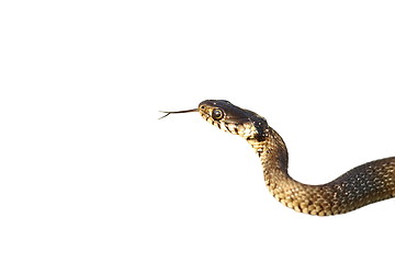 Image showing grass snake isolated on white