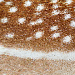 Image showing fallow deer real pelt texture