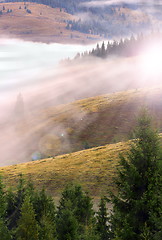 Image showing sunset over mountain spruce woods