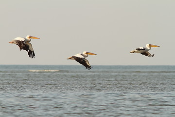 Image showing pelicans in flight over the sea