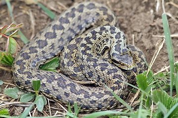 Image showing big female meadow viper 