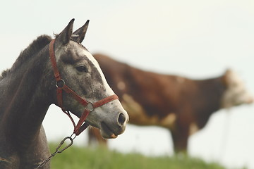 Image showing horse portrait at the farm