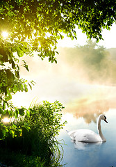 Image showing Swan in the morning