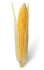 Image showing Purified ear of corn with leaves