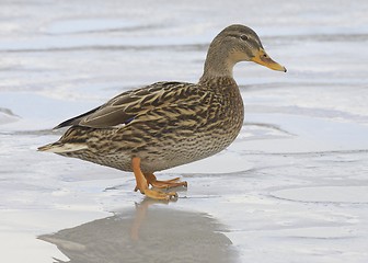 Image showing Mallard