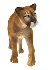 Image showing Puma