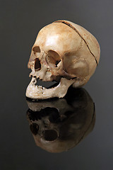 Image showing real skull