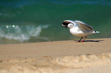 Image showing starting seagull