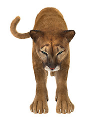Image showing Puma