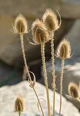 Image showing dry teasel flowers