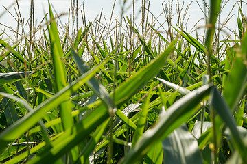 Image showing cornfield detail