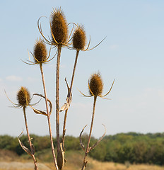 Image showing dry teasel flowers