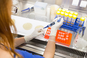 Image showing Life scientist researching in the laboratory.