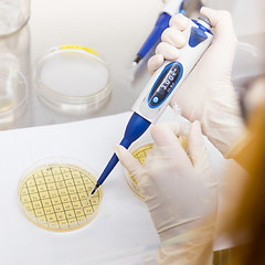 Image showing Life scientist researching in the laboratory.