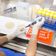 Image showing Life scientist researching in the laboratory.