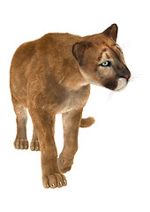 Image showing Puma