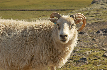 Image showing Icelandic sheep