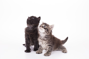 Image showing Two small kittens