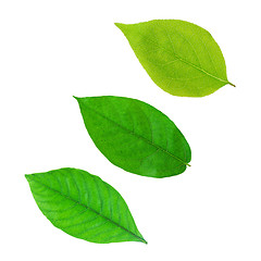 Image showing Green leaf