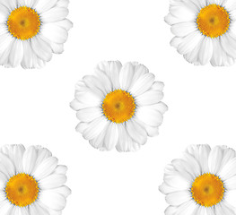 Image showing beautiful chamomile on white background