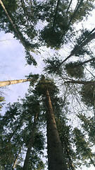 Image showing Trees in a forest