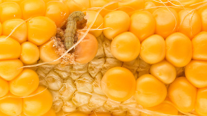 Image showing worm eating the corn