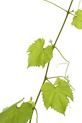 Image showing Grape leaf