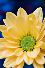 Image showing beautiful yellow flower petals closeup