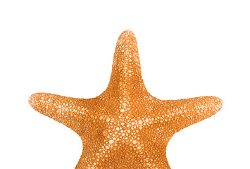 Image showing Close up of orange seastar