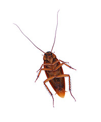 Image showing Cockroach