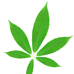 Image showing Green leaf