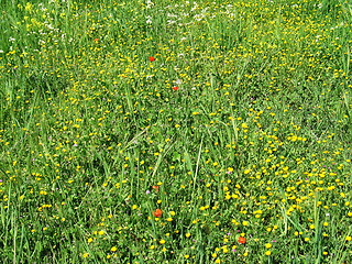 Image showing Fields. Cyprus