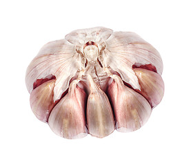 Image showing Garlic isolated