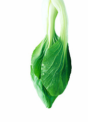 Image showing Chinese cabbage isolated