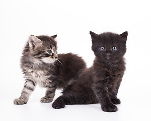 Image showing Small gray kittens isolated