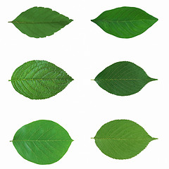 Image showing Green leaf isolated